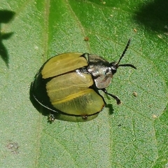 Echoma clypeata