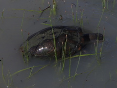 Kinosternon integrum