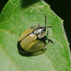 Echoma clypeata