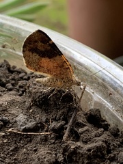 Heterusia