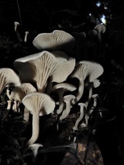Rhizocybe albida
