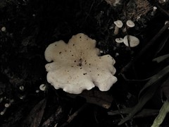 Rhizocybe albida