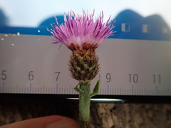 Centaurea debeauxii