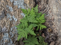 Pentagramma triangularis triangularis