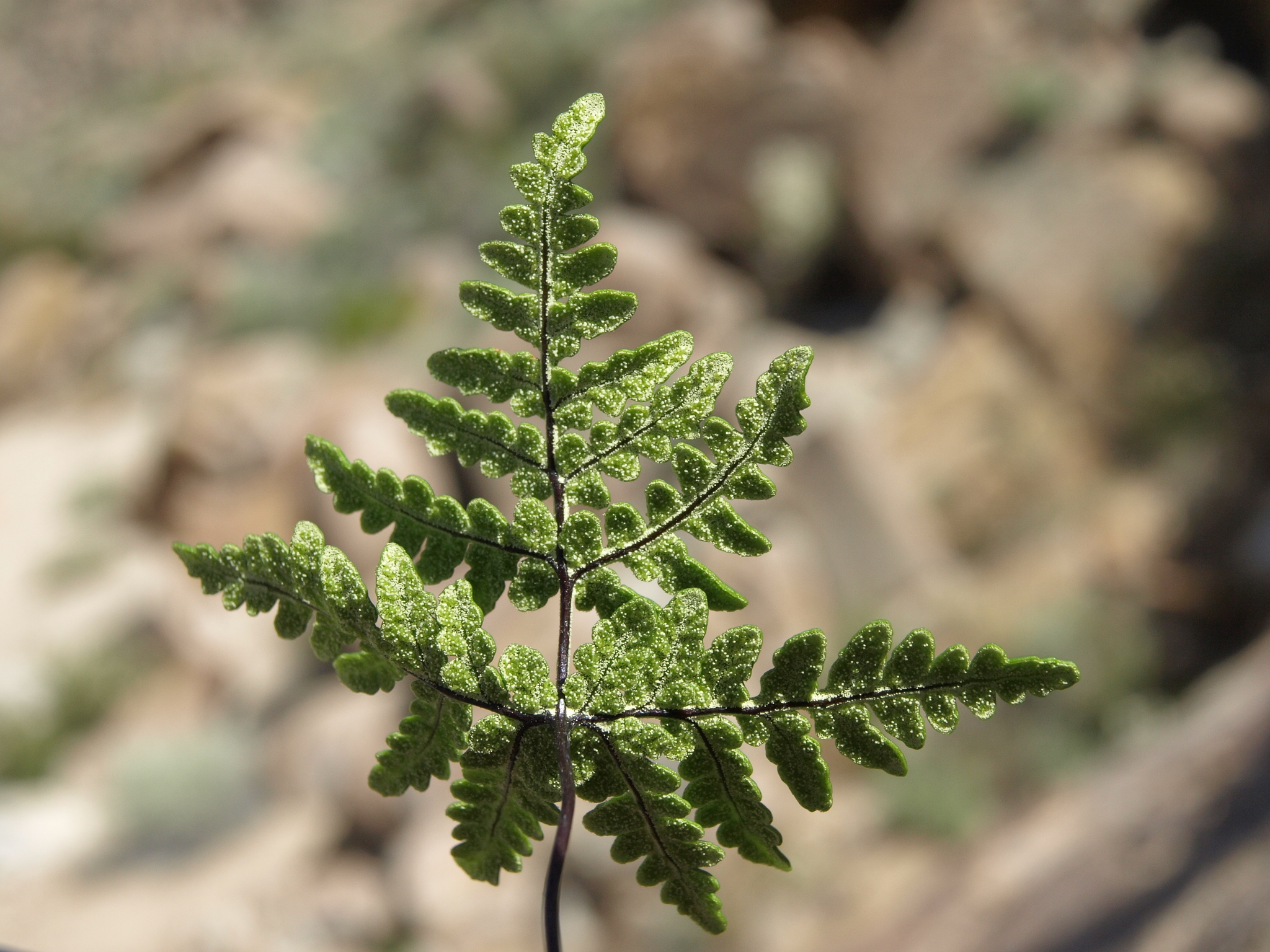 Pentagramma triangularis ssp. triangularis
