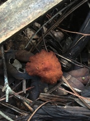 Lactarius subserifluus