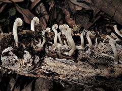 Rhizocybe albida