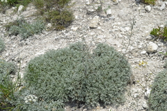 Artemisia hololeuca