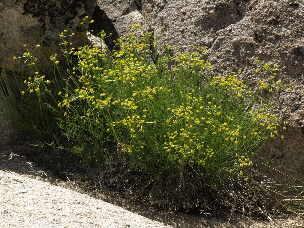 Rock Springparsley