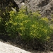 Rock Springparsley - Photo (c) Jim Morefield, some rights reserved (CC BY)