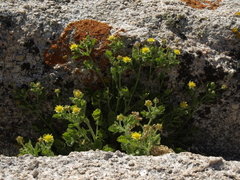 Ivesia saxosa