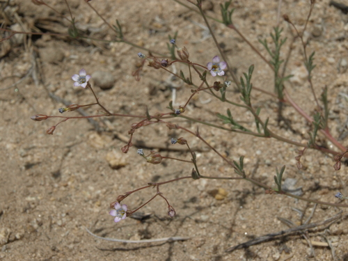 Gilia ochroleuca ssp. ochroleuca