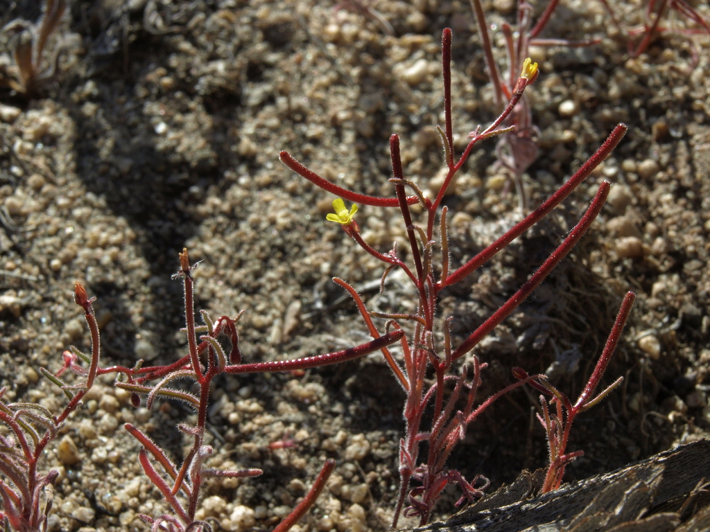 little wiry suncups