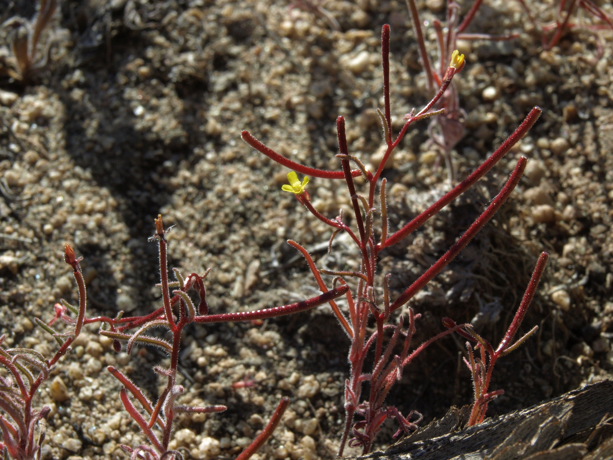 Camissonia pusilla