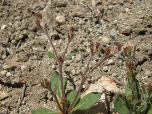 Chorizanthe brevicornu var. spathulata