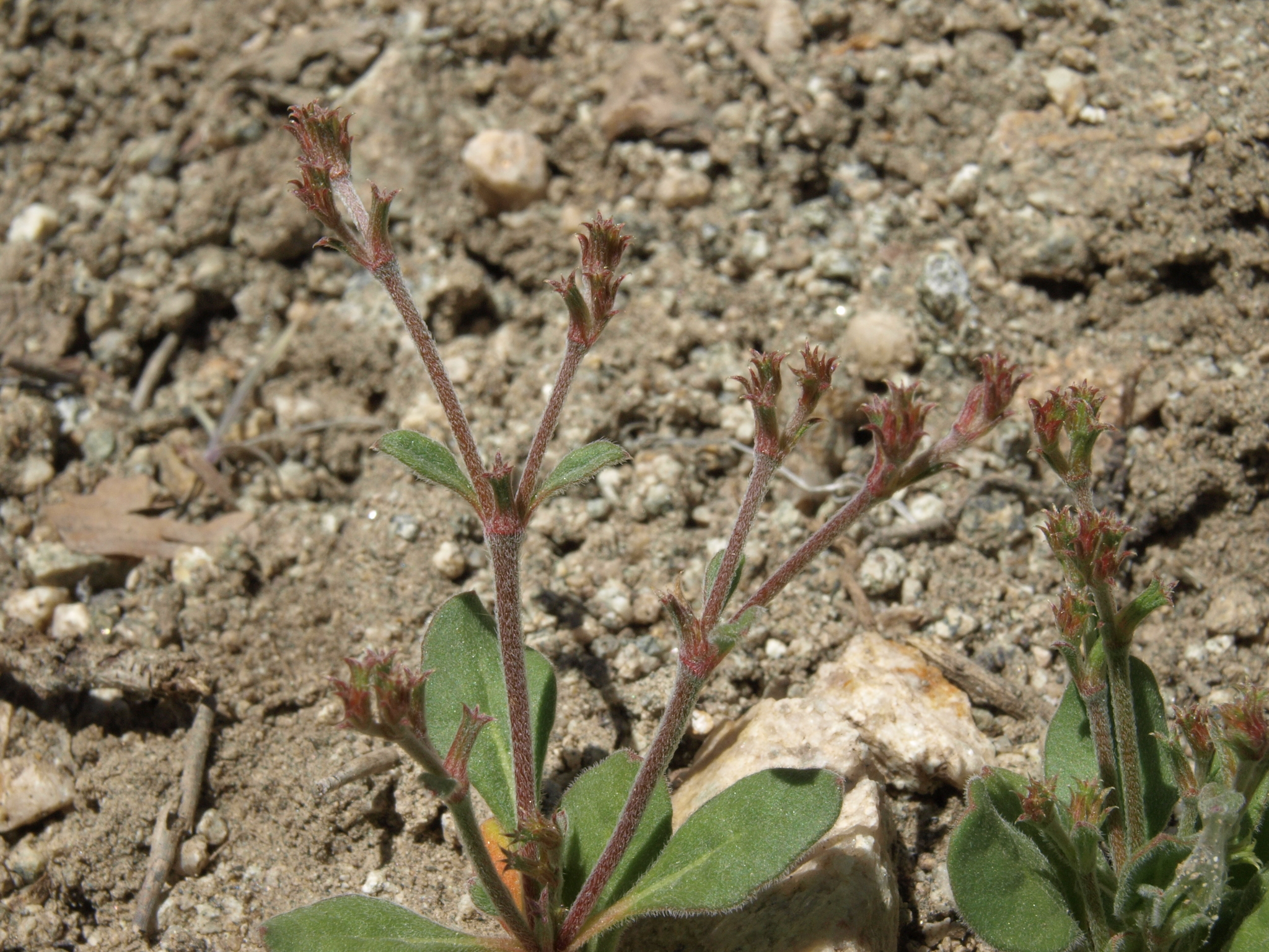Chorizanthe brevicornu var. spathulata