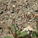 Chorizanthe brevicornu spathulata - Photo (c) Jim Morefield, algunos derechos reservados (CC BY)