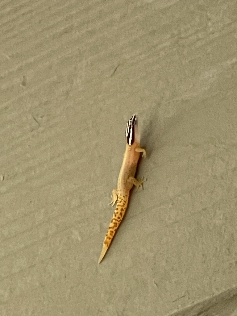 Tobago Least Gecko