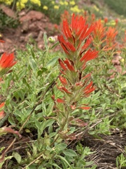 Castilleja applegatei viscida
