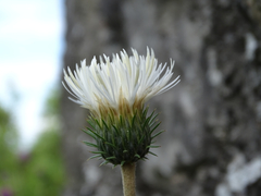 Cirsium tuberosum