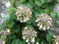 Teucrium pyrenaicum