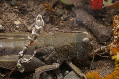 Brachaspis nivalis
