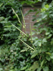 Brachypodium sylvaticum