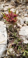 Castilleja pulchella