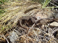 Woodworthia southern alps