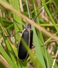 Epicauta cinerea-group