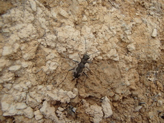 Neocicindela