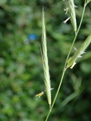 Brachypodium sylvaticum