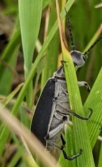 Epicauta cinerea-group