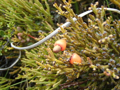 Exocarpos bidwillii