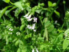 Vicia parviflora