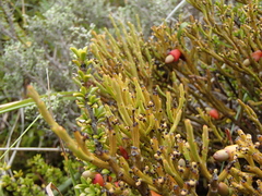 Exocarpos bidwillii