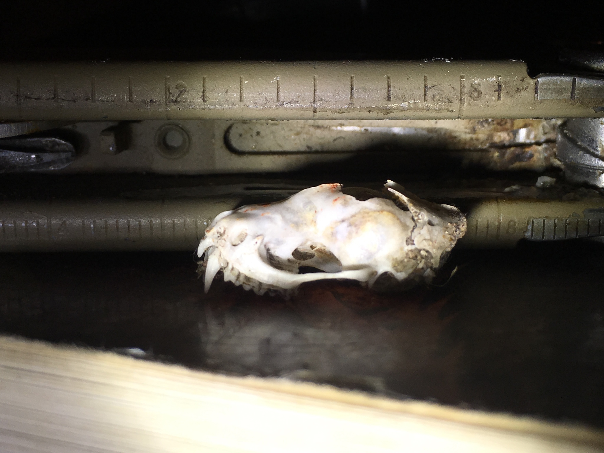 Mops condylurus (A.Smith, 1833)