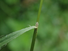 Brachypodium sylvaticum