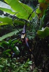Nephila pilipes