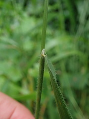 Brachypodium sylvaticum