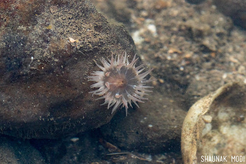 Anthopleura anjunae