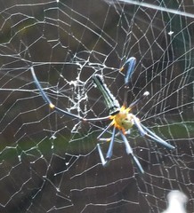 Nephila pilipes