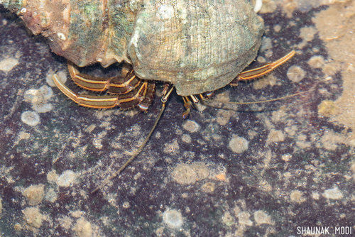 Clibanarius infraspinatus
