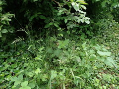Brachypodium sylvaticum