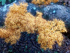 Saraca thaipingensis