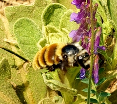 Bombus appositus