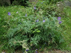 Geranium pratense