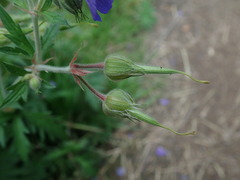 Geranium pratense