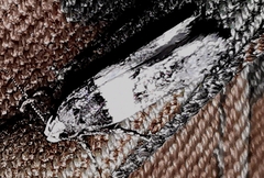 Recurvaria leucatella