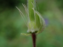 Geranium pratense